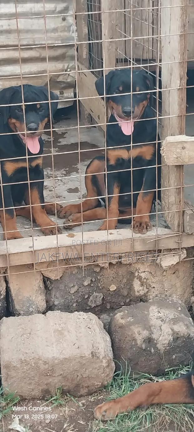 1-3 months Male Purebred Rottweiler - main view