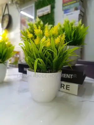 Beautiful Bonsai Flowers for House and Office Decoration