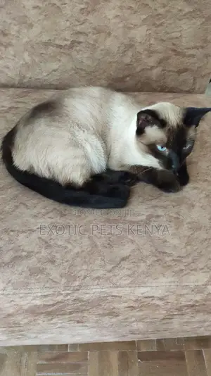1+ year Female Purebred Siamese