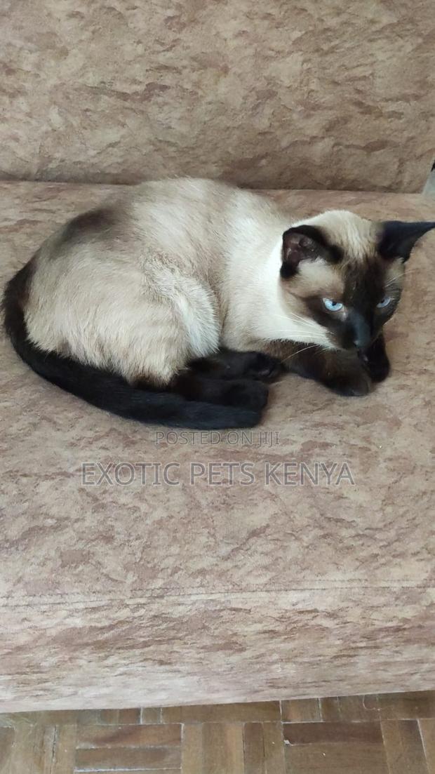 1+ year Female Purebred Siamese - thumbnail 2