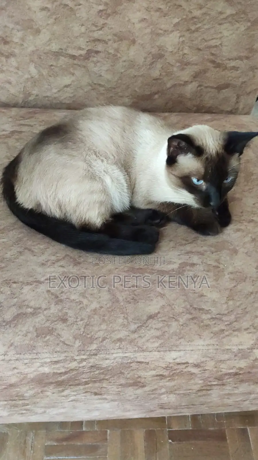 1+ year Female Purebred Siamese
