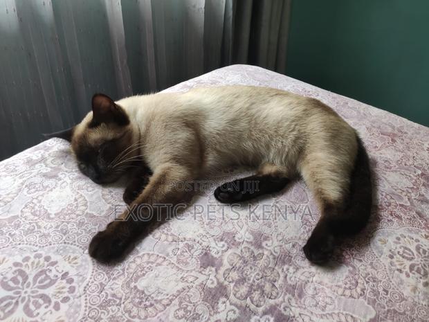 1+ year Female Purebred Siamese - main view