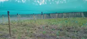 Shade House Construction 15m by 15m