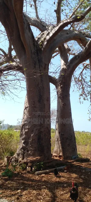 1 1/2 Acre Plot on Sale in Galu Beach.