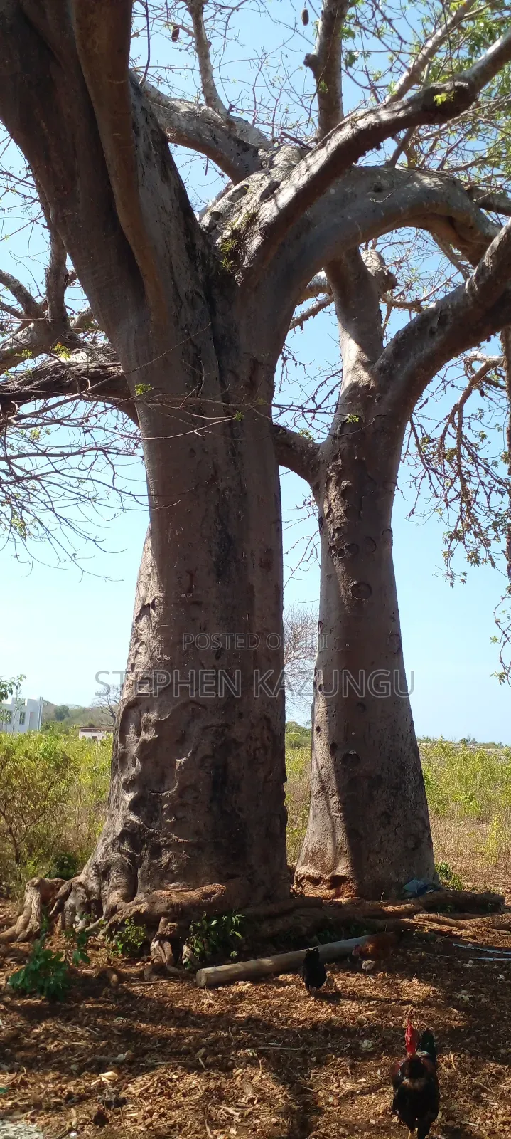 1 1/2 Acre Plot on Sale in Galu Beach.