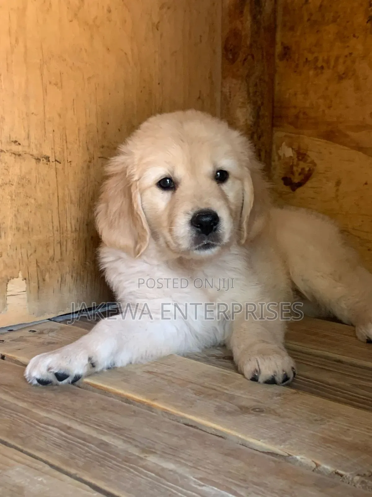 1-3 months Male Purebred Golden Retriever