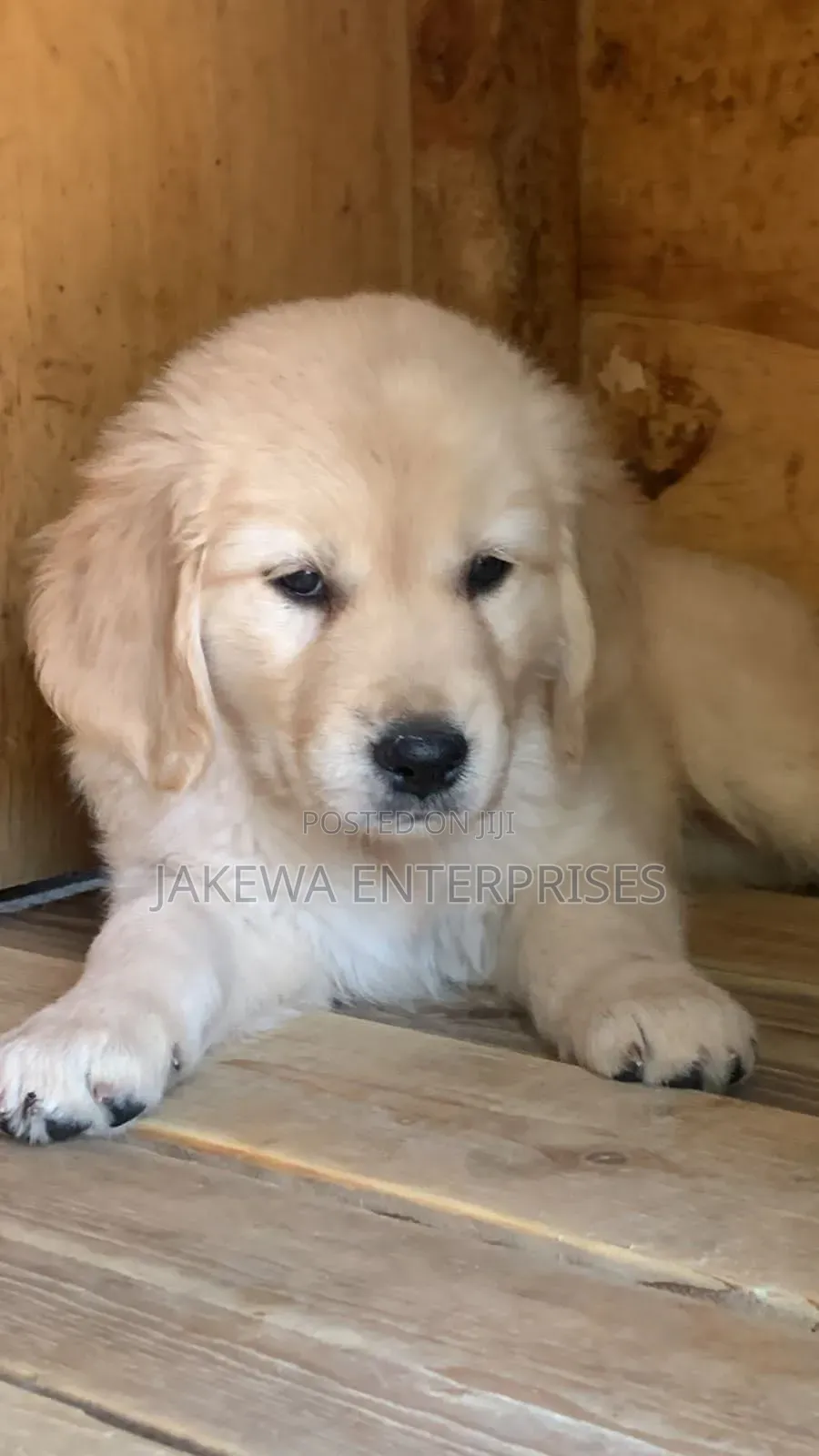 1-3 months Female Purebred Golden Retriever