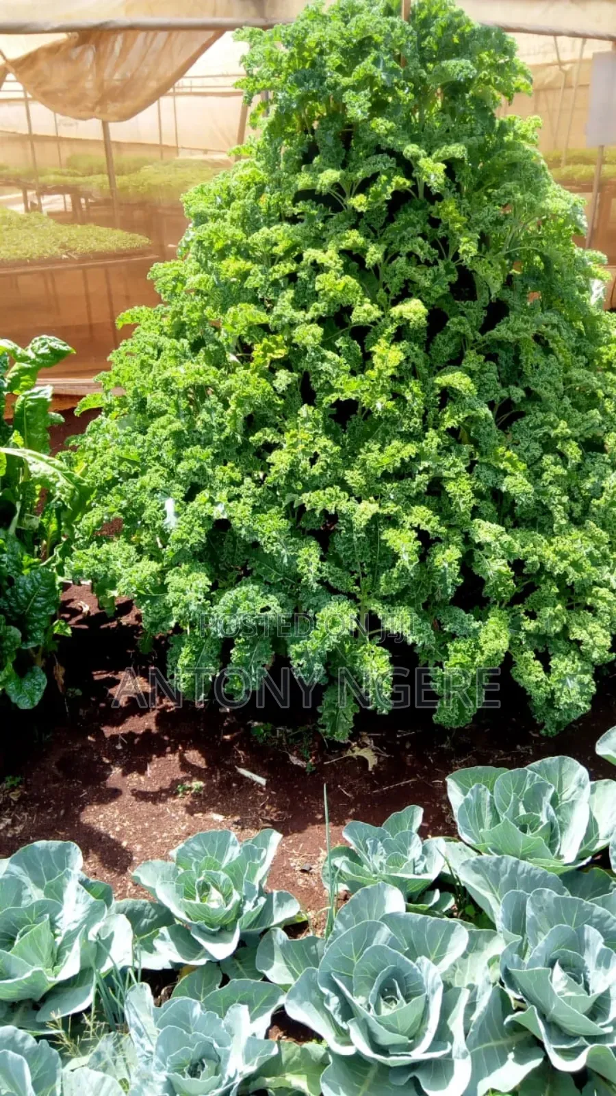 Storey Garden