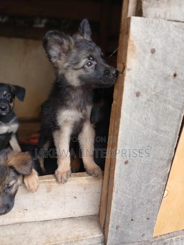 1-3 months Female Purebred German Shepherd