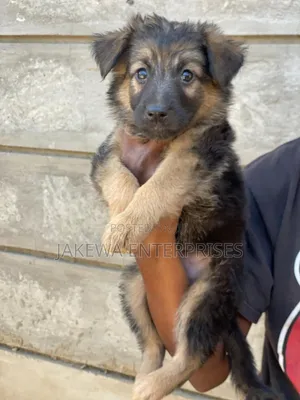1-3 months Male Purebred German Shepherd