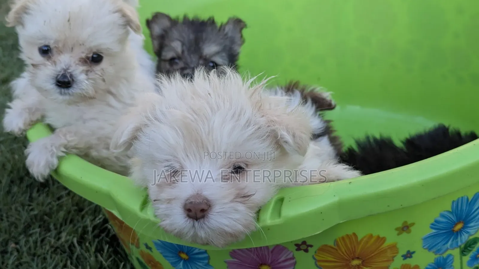 1-3 months Male Purebred Havanese