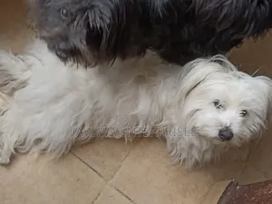 1-3 months Male Purebred Havanese