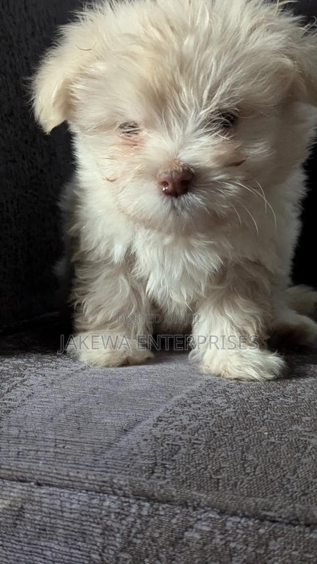 1-3 months Female Purebred Havanese