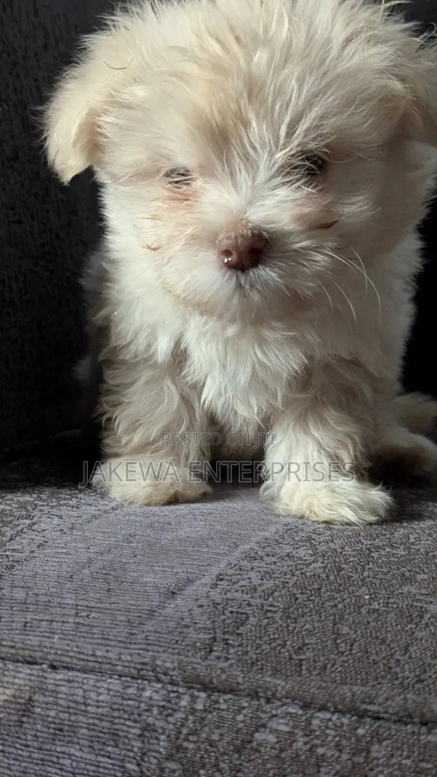 1-3 months Female Purebred Havanese