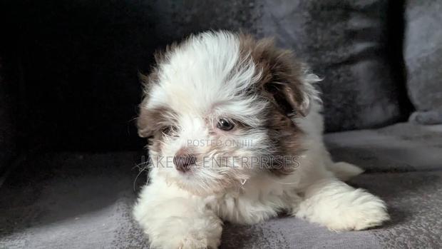 1-3 months Female Purebred Havanese