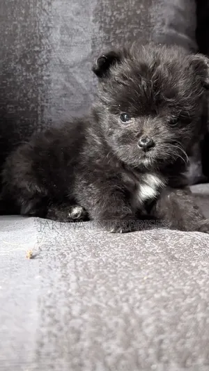 1-3 months Male Purebred Havanese