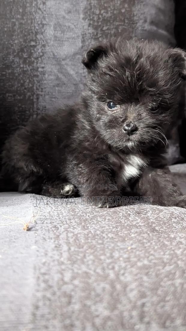 1-3 months Male Purebred Havanese