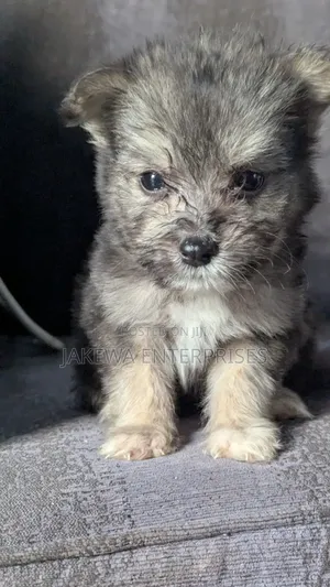 1-3 months Female Purebred Havanese