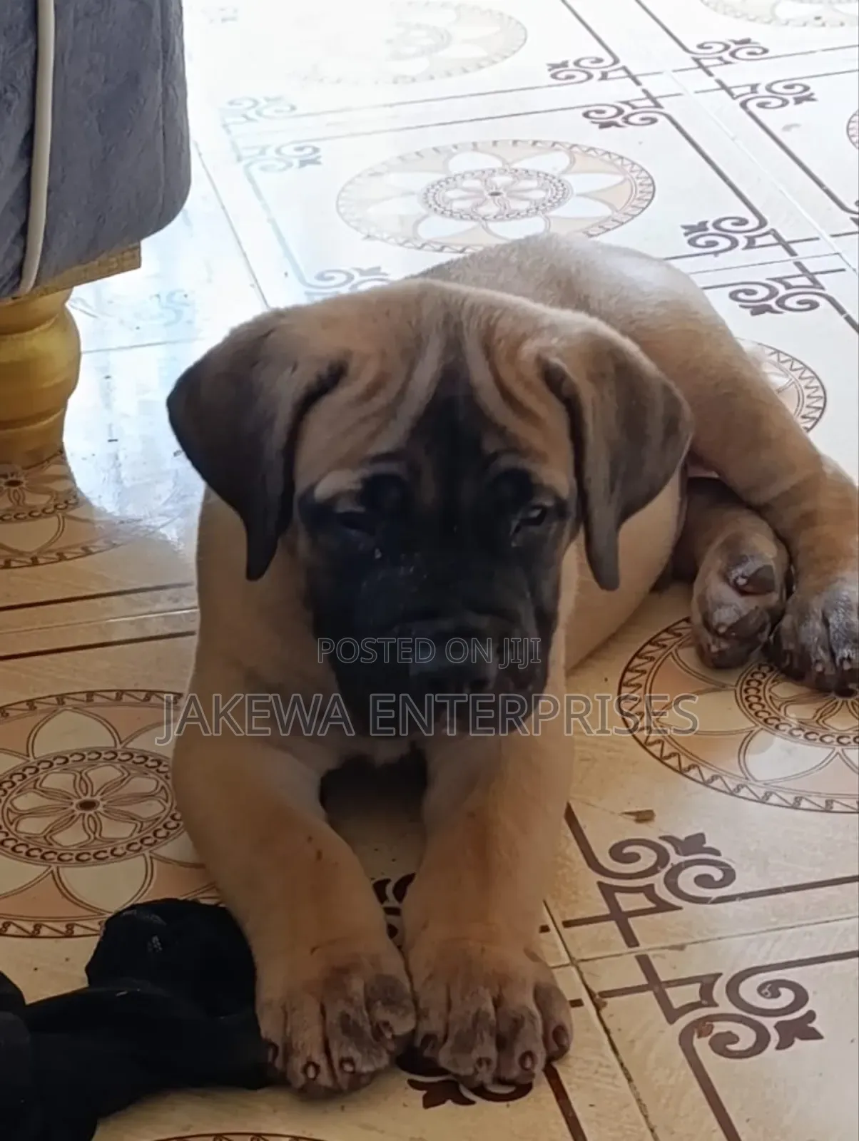 1-3 months Male Purebred Boerboel