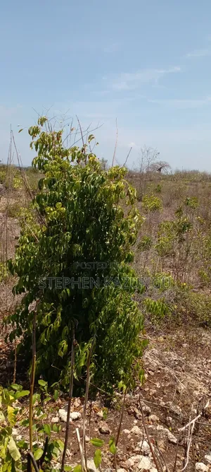 1 Acre Half Plot on Sale in Galu Beach Zone.