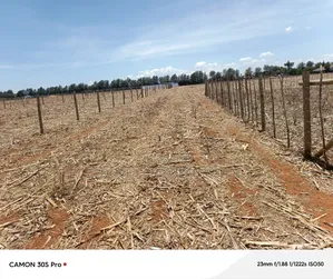 1/8 Plot Marura Chemaluk Area.