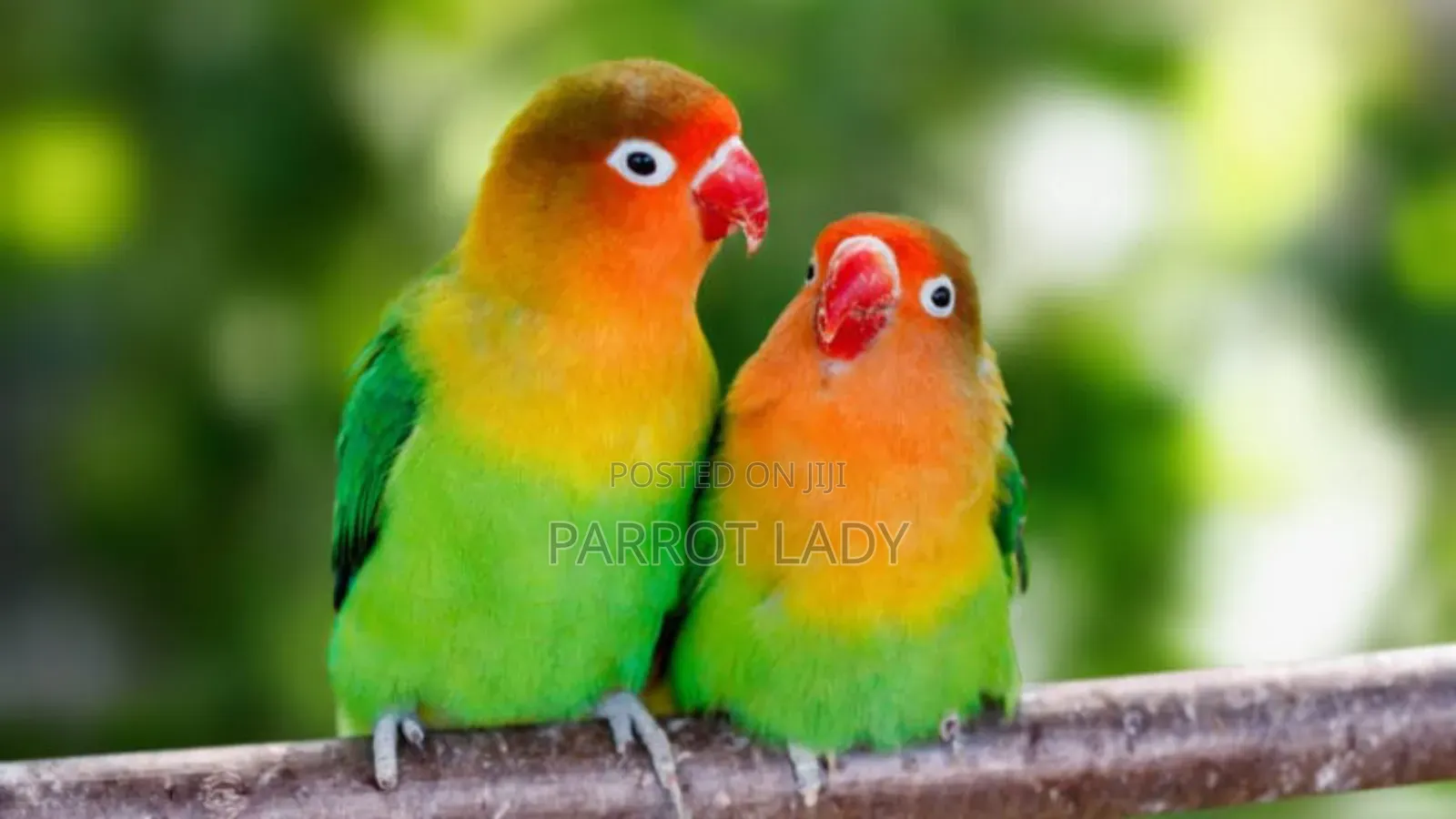 Love Birds