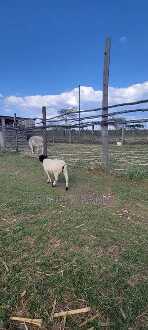 Dorper,Menengai Eco Ranch Farms