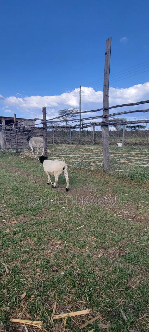Dorper,Menengai Eco Ranch Farms - thumbnail 3