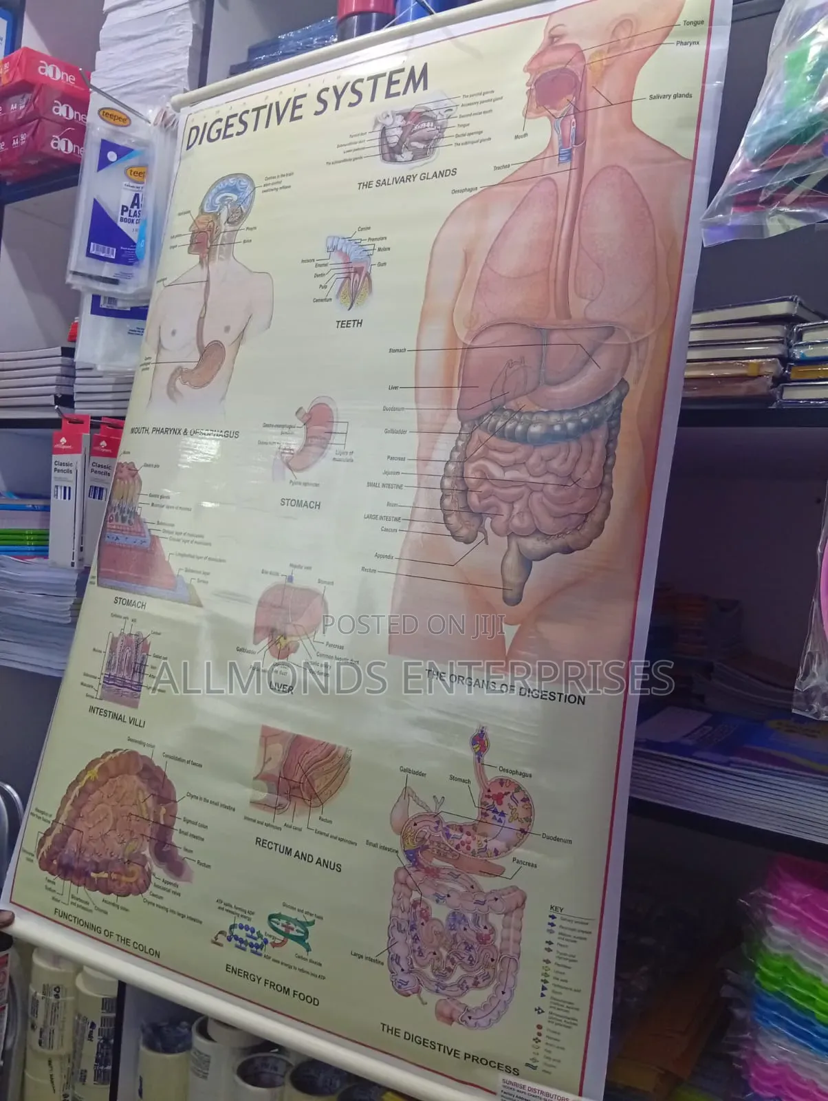 Chart- Digestive System