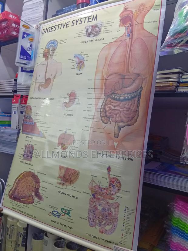 Chart- Digestive System