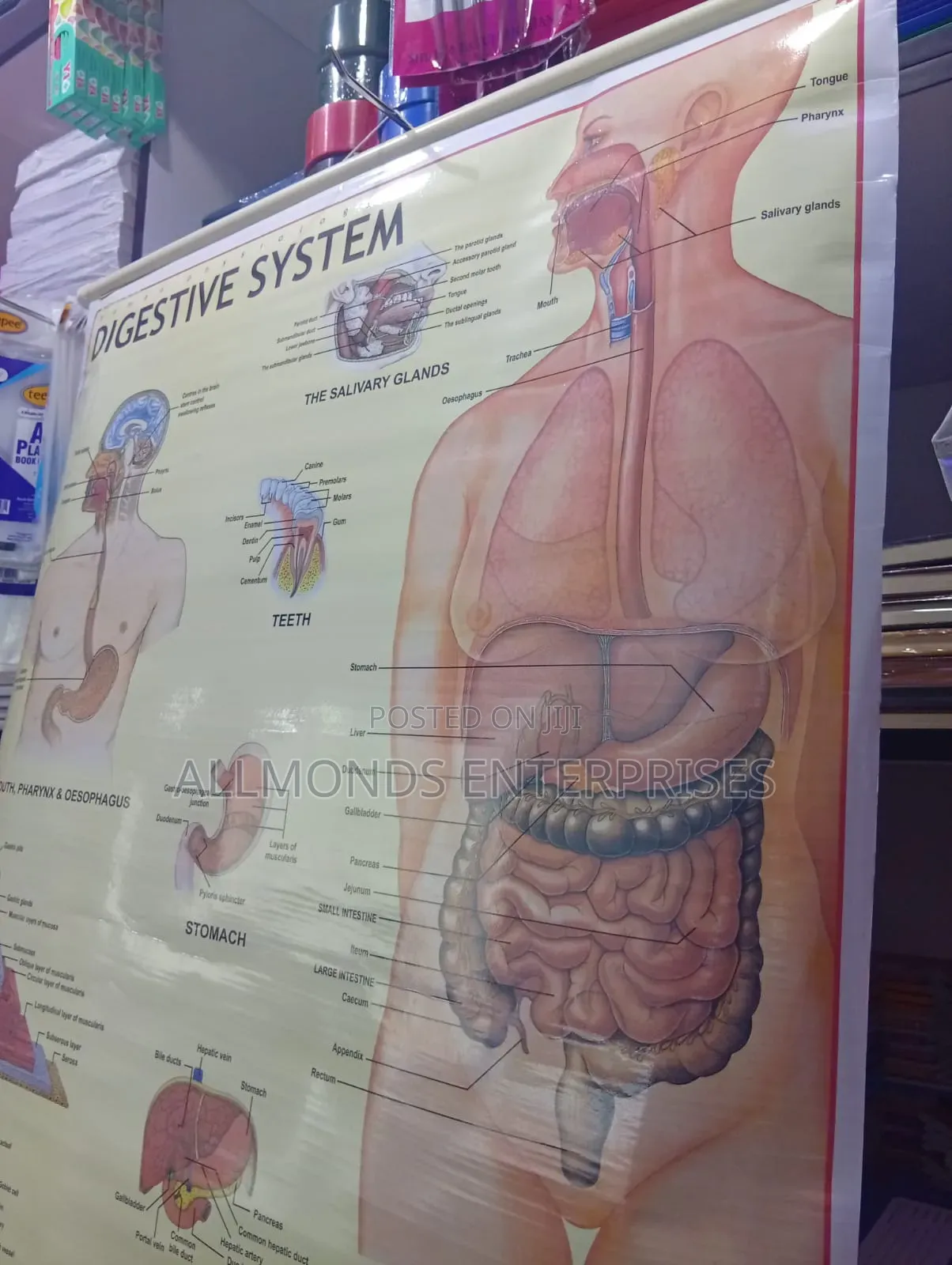 Chart- Digestive System