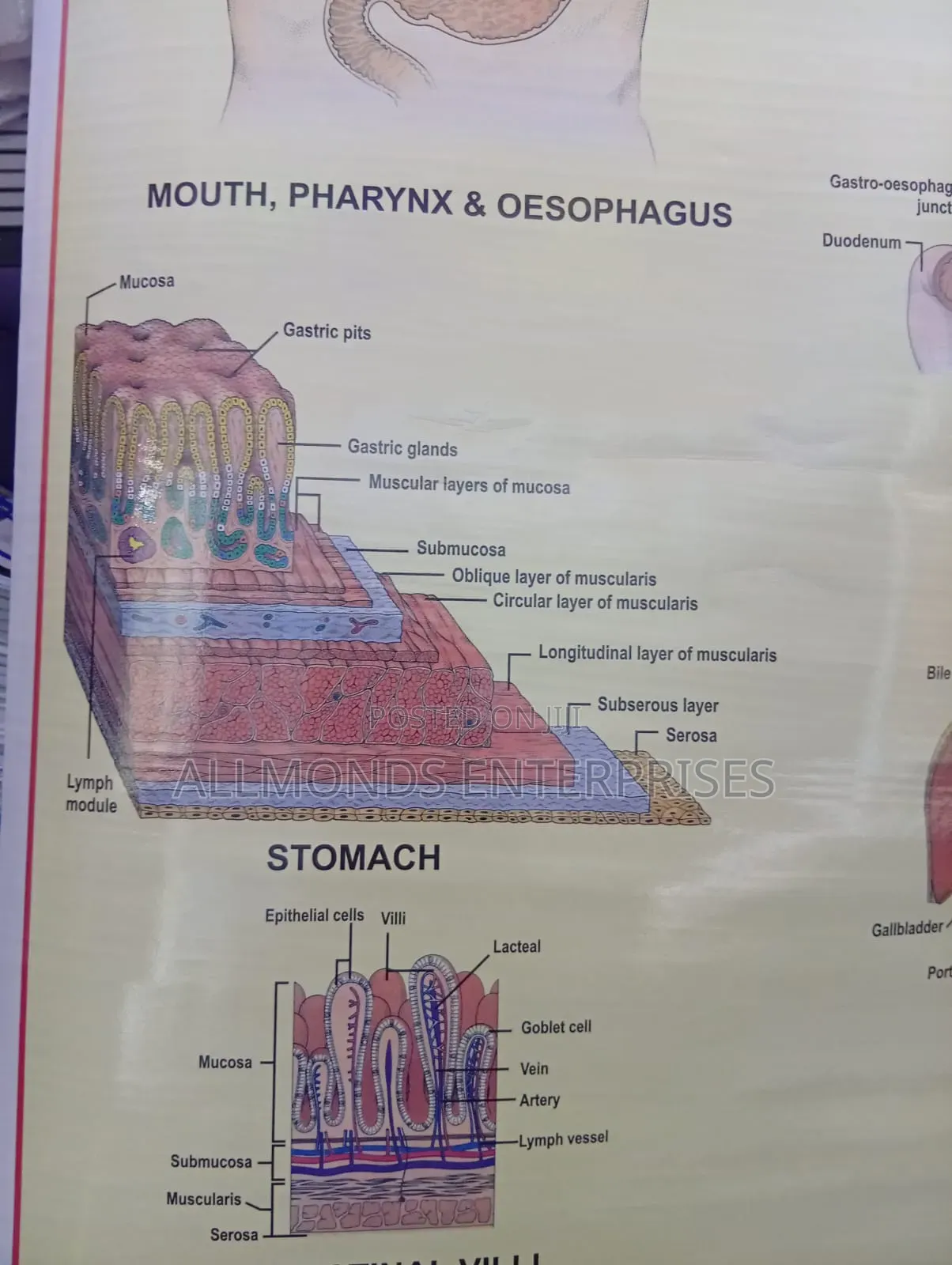 Chart- Digestive System