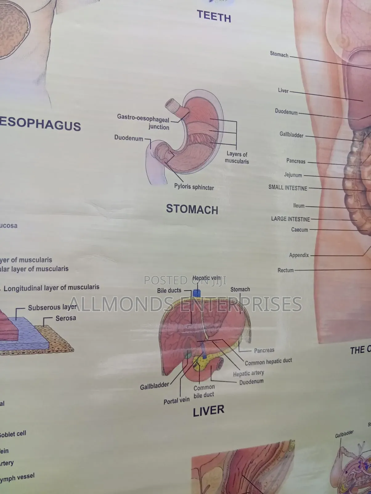 Chart- Digestive System
