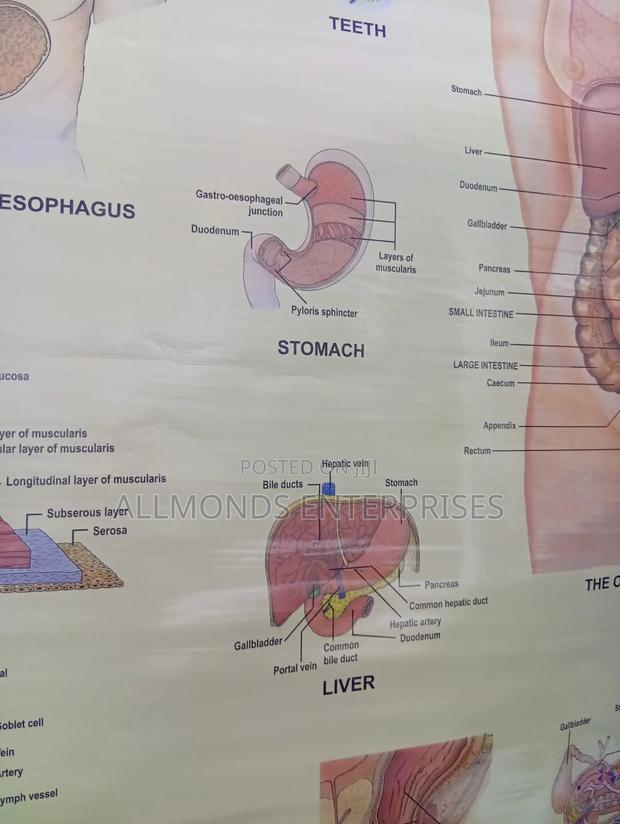 Chart- Digestive System - thumbnail 5