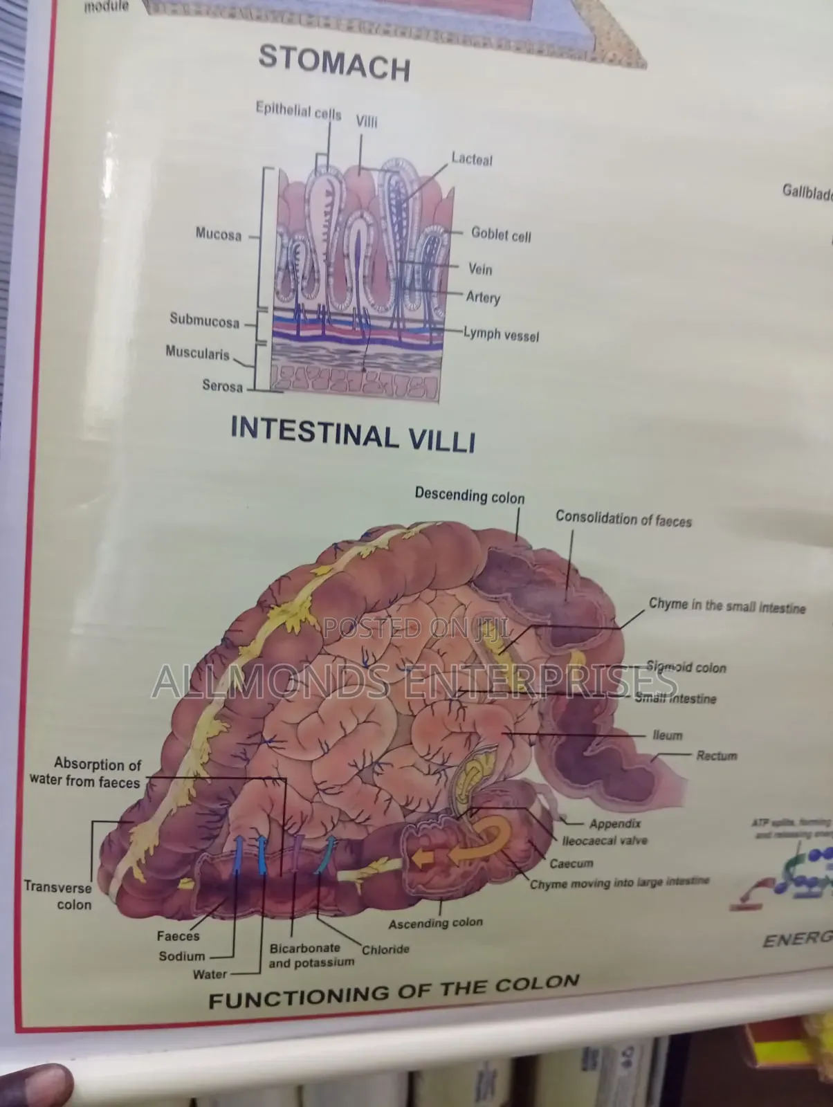 Chart- Digestive System