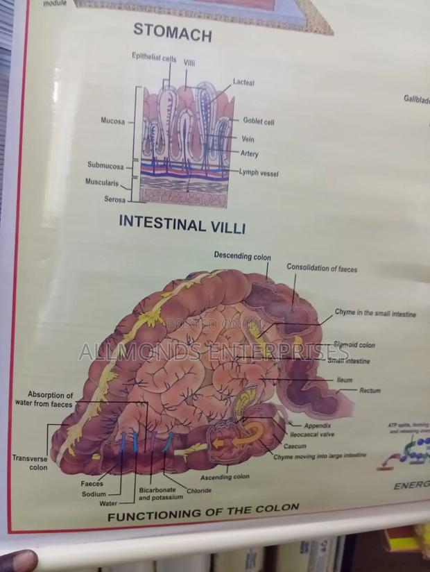 Chart- Digestive System - thumbnail 6