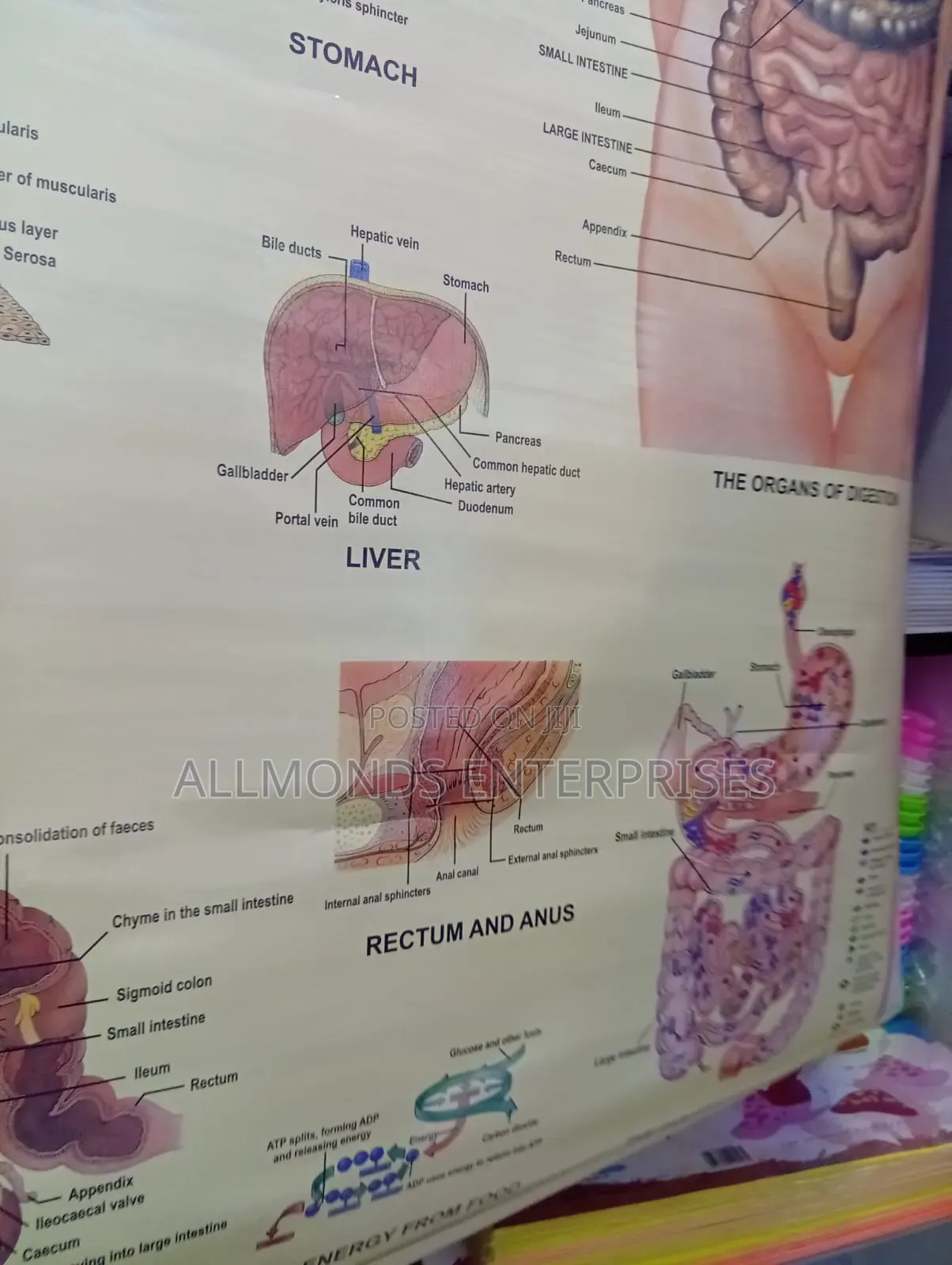 Chart- Digestive System