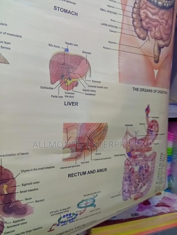 Chart- Digestive System - thumbnail 7
