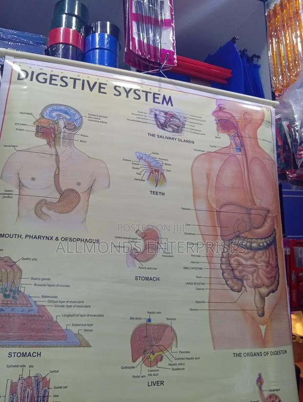 Chart- Digestive System - thumbnail 8