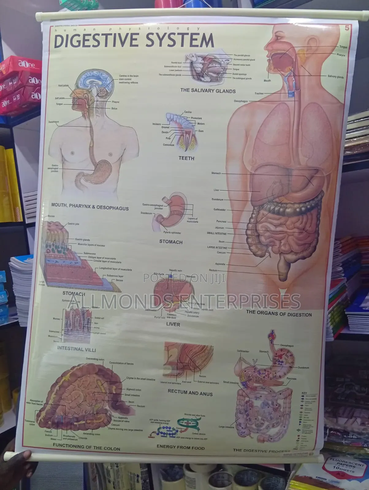 Chart- Digestive System