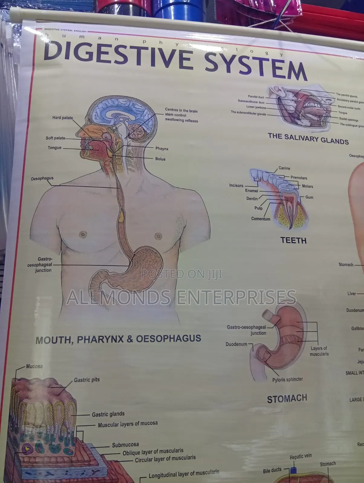 Chart- Digestive System