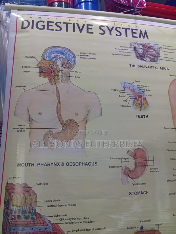 Chart- Digestive System - thumbnail 10