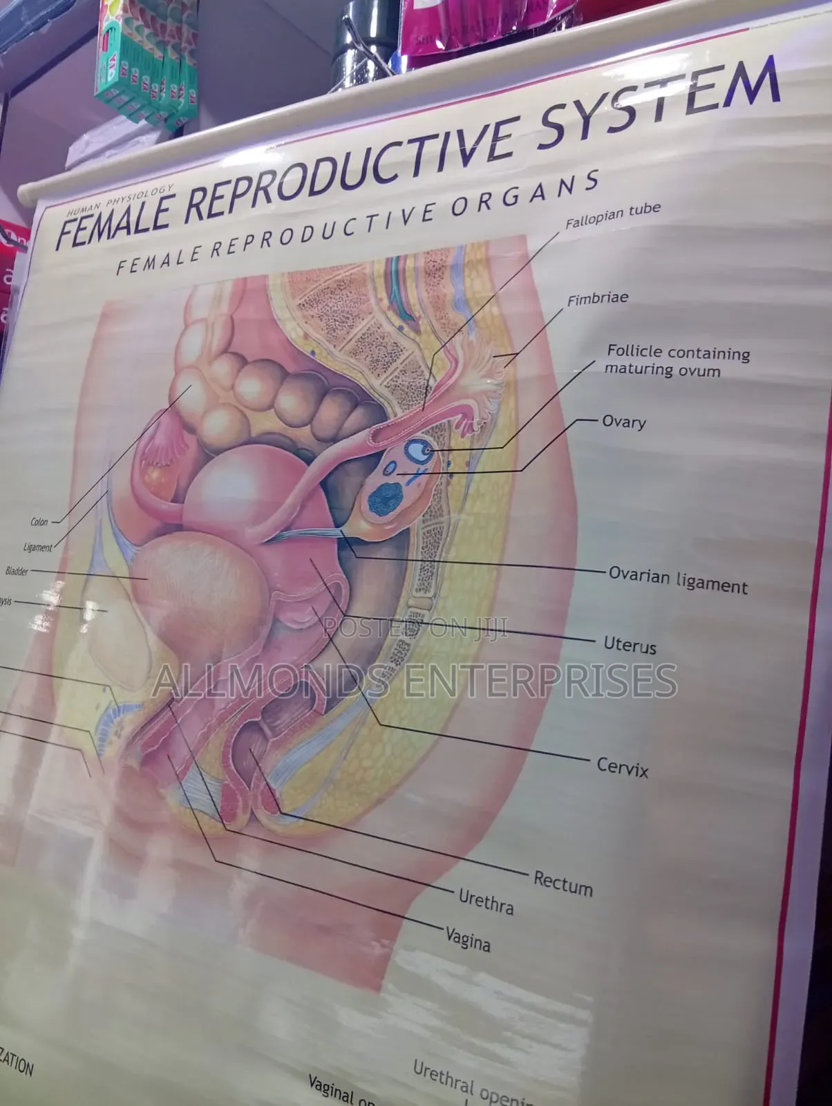 Chart - Female Reproductive System