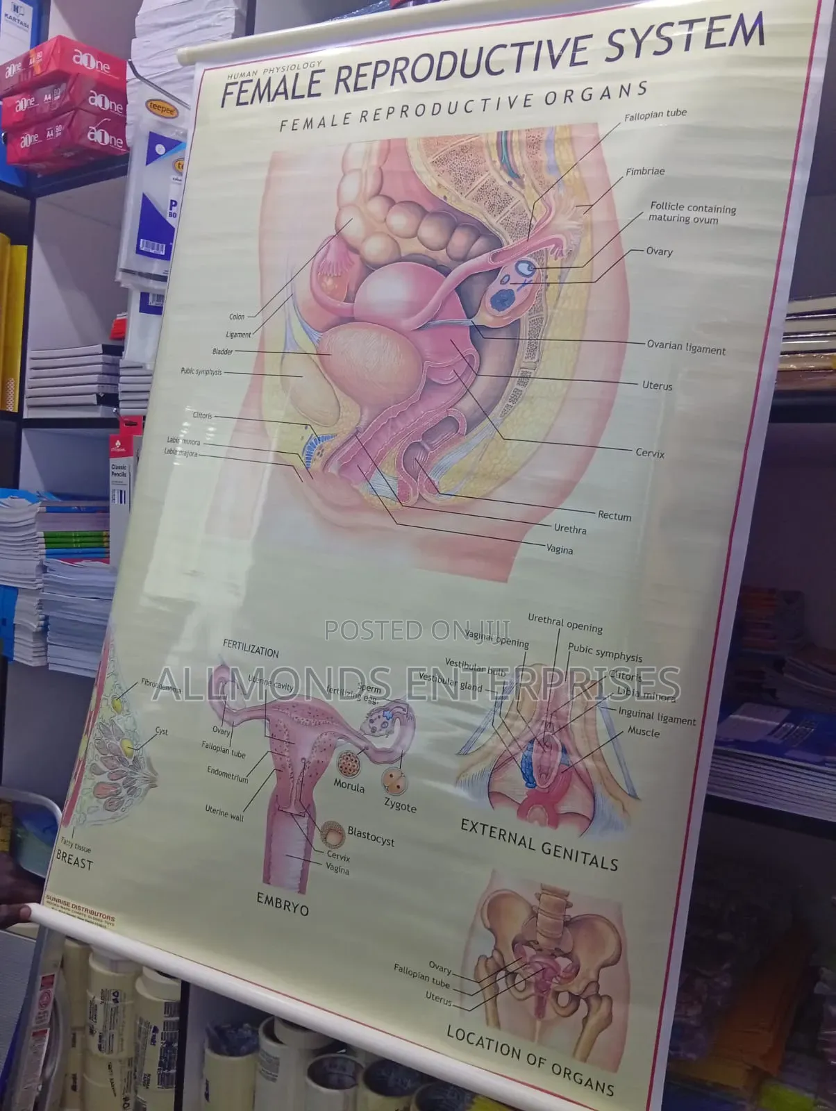 Chart - Female Reproductive System