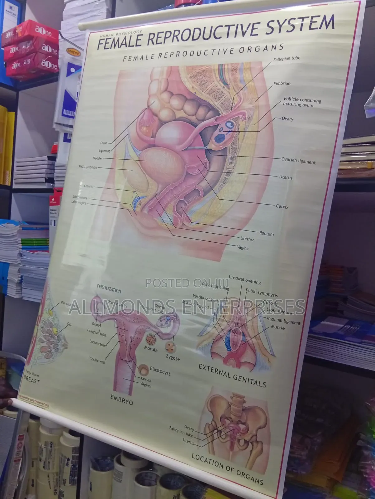 Chart - Female Reproductive System