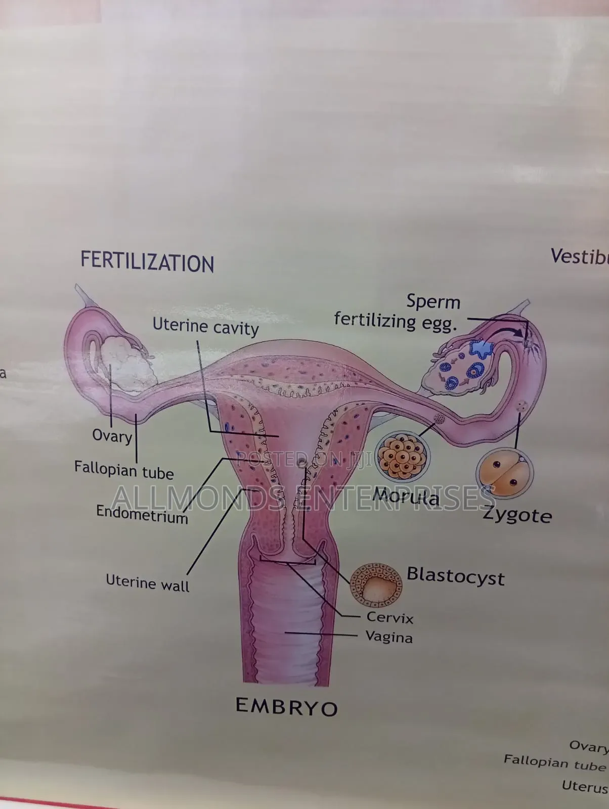 Chart - Female Reproductive System