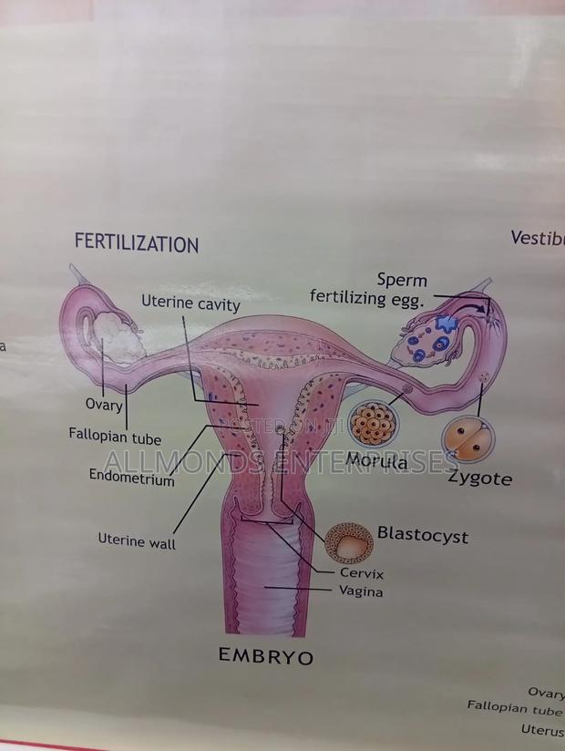 Chart - Female Reproductive System - thumbnail 2