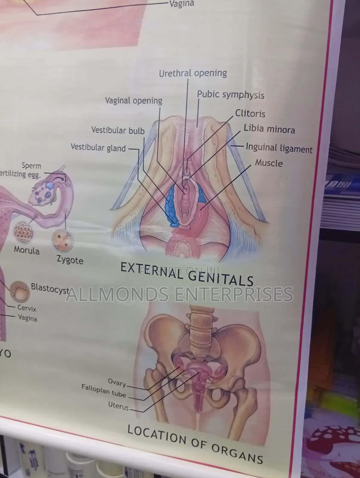 Chart - Female Reproductive System