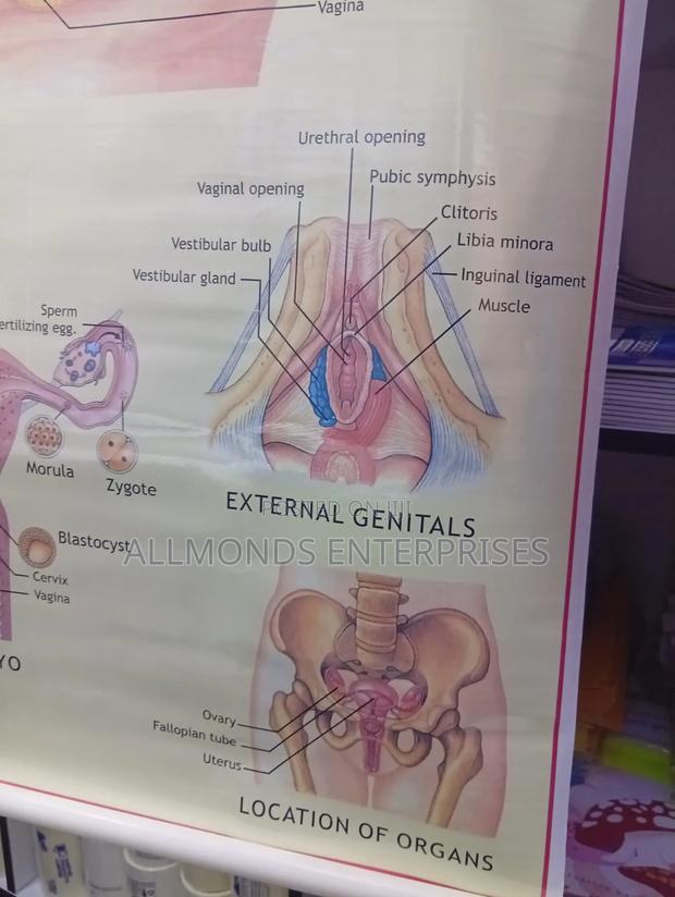 Chart - Female Reproductive System - thumbnail 5