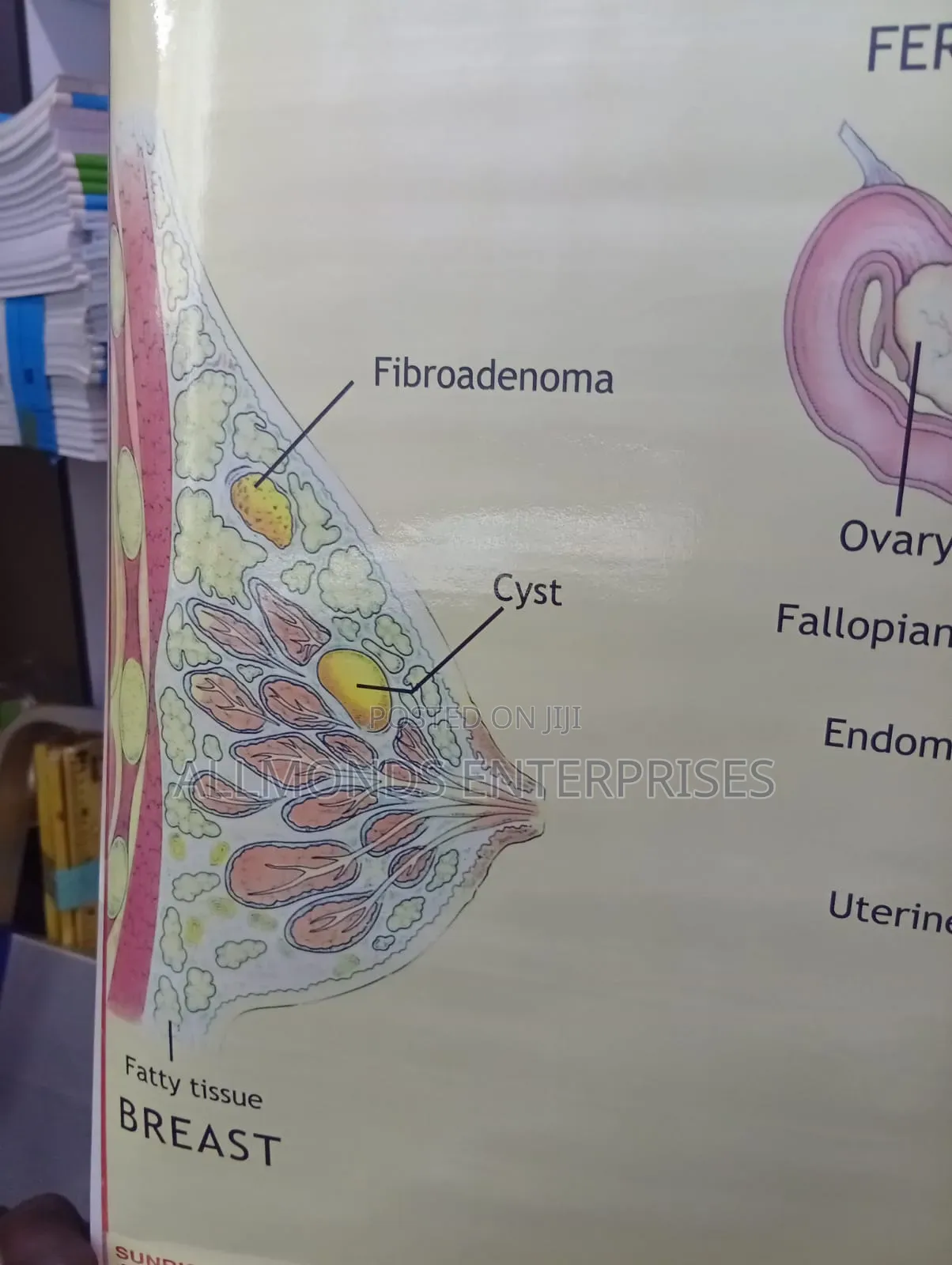 Chart - Female Reproductive System